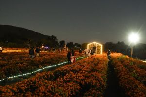 Da Sectur Oaxaca banderazo de salida del circuito floral “Flores que Guían el Alma” Da Sectur Oaxaca banderazo de salida del circuito floral “Flores que Guían el Alma”